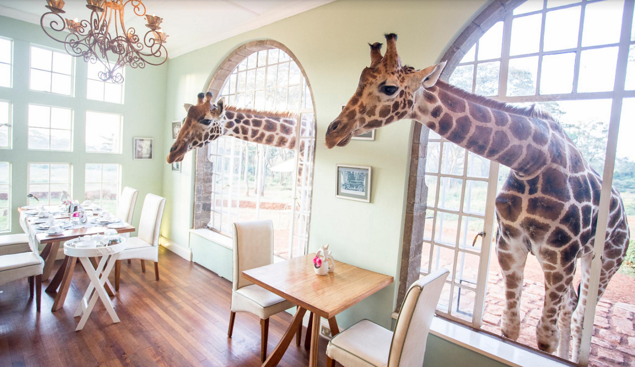 Giraffe Manor: Lust auf Ferien mit echten Giraffen?