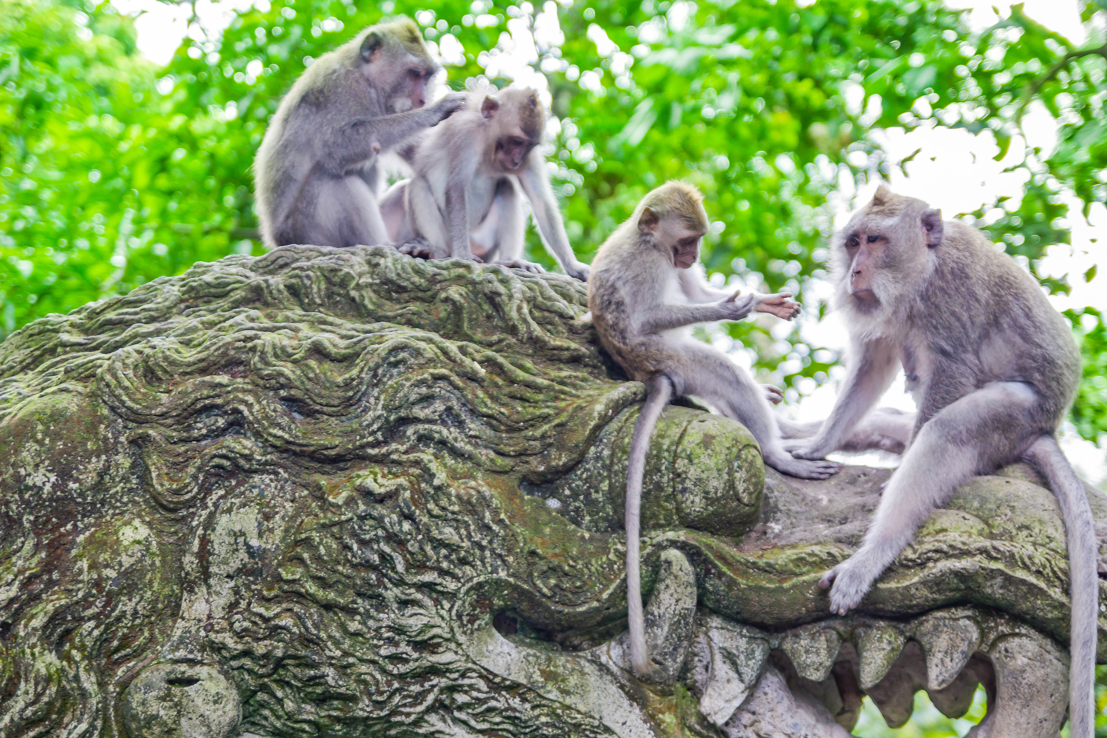 Der Monkey Forest Auf Bali | Holidayguru.ch